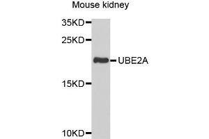 Western blot analysis of extracts of mouse kidney, using UBE2A antibody. (UBE2A Antikörper)
