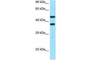 Image no. 1 for anti-Sideroflexin 2 (SFXN2) (AA 186-235) antibody (ABIN6747369) (SFXN2 Antikörper  (AA 186-235))