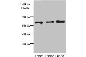 Western blot All lanes: GABPB1antibody at 1. (GABPB1 Antikörper  (AA 231-395))