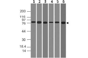 Image no. 1 for anti-conserved Helix-Loop-Helix Ubiquitous Kinase (CHUK) antibody (ABIN5027767) (IKK alpha Antikörper)