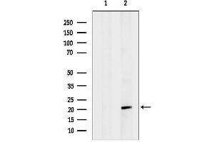 Western blot analysis of lysates from 3, using Hsp Antibody.