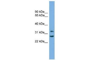 FSTL1 antibody used at 0. (FSTL1 Antikörper  (C-Term))