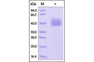 Mouse PD-L1, His Tag on SDS-PAGE under reducing (R) condition. (PD-L1 Protein (AA 19-238) (His tag))