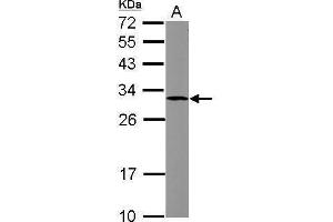 WB Image Sample (30 ug of whole cell lysate) A: HCT116 12% SDS PAGE antibody diluted at 1:1000 (SOCS3 Antikörper  (C-Term))