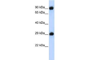 Western Blotting (WB) image for anti-Proteasome Subunit Alpha Type 3 (PSMA3) (Middle Region) antibody (ABIN2787366)