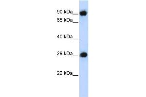WB Suggested Anti-PSMA3 Antibody Titration: 0. (PSMA3 Antikörper  (Middle Region))