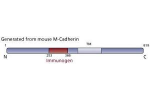 Image no. 2 for anti-M-Cadherin (CDH15) (AA 253-366) antibody (ABIN968364) (CDH15 Antikörper  (AA 253-366))