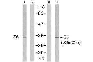 Western blot analysis of extracts from 293 cells untreated or treated with serum (10%, 15min), using S6 Ribosomal protein (Ab-235) antibody (E021225, Line 1 and 2) and S6 Ribosomal protein (phospho-Ser235) antibody (E011232, Line 3 and 4). (RPS6 Antikörper)