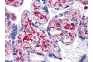 Immunohistochemical analysis of paraffin-embedded human placenta tissue using VCAM1 monoclonal antobody, clone 6G9  with DAB staining. (VCAM1 Antikörper)