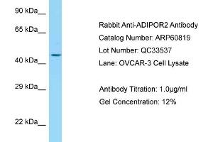 Western Blotting (WB) image for anti-Adiponectin Receptor 2 (ADIPOR2) (C-Term) antibody (ABIN2788598)