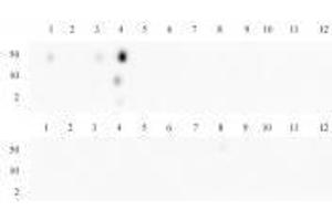 Histone H3K4me3 antibody specificity is shown by Dot Blot. (Rekombinanter Histone 3 Antikörper  (H3K4me3))