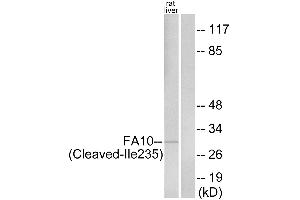 Western blot analysis of extracts from rat liver cells, using FA10 (activated heavy chain, Cleaved-Ilantibody. (Coagulation Factor X Antikörper  (activated, Cleaved-Ile235, Heavy Chain))