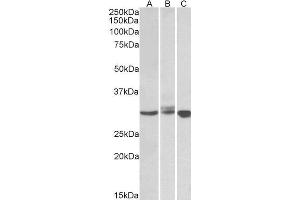 ABIN184599 staining (0. (BIRC7 Antikörper  (C-Term))