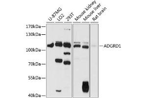 Western blot analysis of extracts of various cell lines, using  antibody (ABIN6127782, ABIN6136571, ABIN6136572 and ABIN6216331) at 1:1000 dilution. (G Protein-Coupled Receptor 133 Antikörper  (AA 805-874))