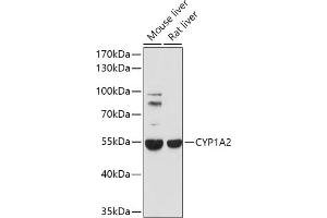 Western blot analysis of extracts of various cell lines, using CYP1 antibody (ABIN1679470, ABIN3015030, ABIN3015031 and ABIN6213604) at 1:1000 dilution. (CYP1A2 Antikörper  (AA 205-305))