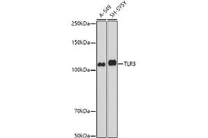 TLR3 Antikörper  (AA 464-647)