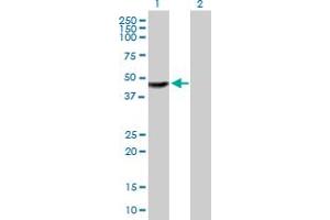 Western Blot analysis of TTC23 expression in transfected 293T cell line by TTC23 MaxPab polyclonal antibody. (TTC23 Antikörper  (AA 1-393))