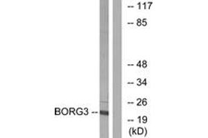 Western blot analysis of extracts from Jurkat cells, using BORG3 Antibody. (CDC42EP5 Antikörper  (AA 1-50))