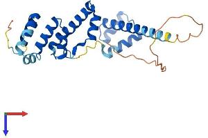 SIX Homeobox 6 Protein (SIX6) (AA 1-246) (His tag)