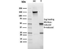 SDS-PAGE (SDS) image for anti-CD14 (CD14) (AA 25-148) antibody (ABIN6941088)