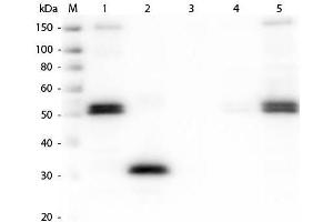Western Blot of Anti-Rat IgG F(c) (RABBIT) Antibody . (Kaninchen anti-Ratte IgG (Fc Region) Antikörper - Preadsorbed)