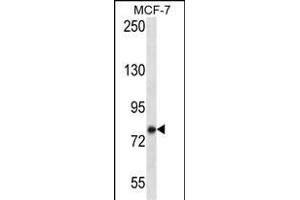 KCTD3 Antibody (C-term) (ABIN657241 and ABIN2846340) western blot analysis in MCF-7 cell line lysates (35 μg/lane). (KCTD3 Antikörper  (C-Term))