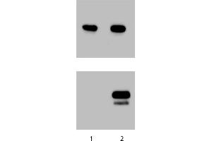 Western Blotting (WB) image for anti-Signal Transducer and Activator of Transcription 1, 91kDa (STAT1) (pTyr701) antibody (ABIN968780) (STAT1 Antikörper  (pTyr701))
