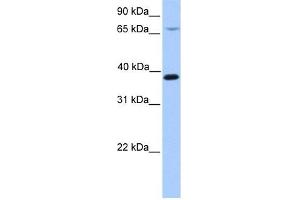 HMBS antibody used at 1 ug/ml to detect target protein.