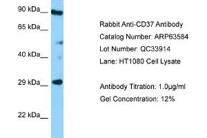 Western Blotting (WB) image for anti-Tetraspanin 26 (TSPAN26) (Middle Region) antibody (ABIN2789555) (CD37 Antikörper  (Middle Region))