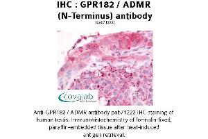 Image no. 1 for anti-G Protein-Coupled Receptor 182 (GPR182) (N-Term) antibody (ABIN1735015) (G Protein-Coupled Receptor 182 Antikörper  (N-Term))