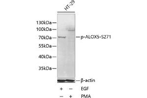 Western blot analysis of extracts of HT-29 cells, using Phospho--S271 antibody (ABIN6135181, ABIN6136008, ABIN6136009 and ABIN6225593) at 1:1000 dilution. (ALOX5 Antikörper  (pSer271))