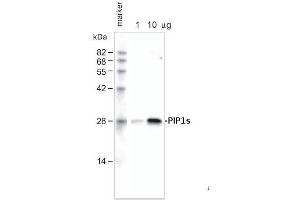 1ug and 10ug of crude membrane fraction/lane from Arabidopsis thaliana wereseparated on 12 % SDS-PAGE and blotted 1h to PVDF membrane (40 min. (PIP1,1/PIP1,2/PIP1,3 Antikörper)