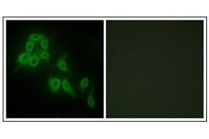 Immunofluorescence analysis of HepG2 cells, using Collagen V alpha2 Antibody. (COL5A2 Antikörper  (C-Term, Chain alpha 2))
