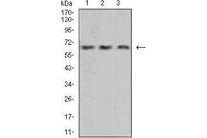 Western Blotting (WB) image for anti-Vascular Endothelial Growth Factor A (VEGFA) (AA 207-371) antibody (ABIN5542403)