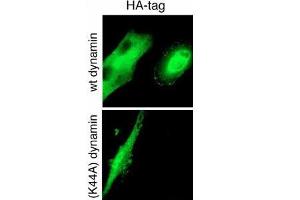 GTPase activity of dynamin-2 is required for endocytosis of cell-surface tTG. (HA-Tag Antikörper)