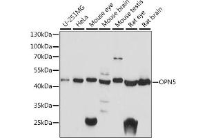 Western blot analysis of extracts of various cell lines, using OPN5 antibody (ABIN7269104) at 1:1000 dilution. (OPN5 Antikörper  (AA 200-300))