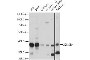 Western blot analysis of extracts of various cell lines, using CCDC50 Rabbit pAb (ABIN7266439) at 1:1000 dilution. (CCDC50 Antikörper  (AA 10-147))