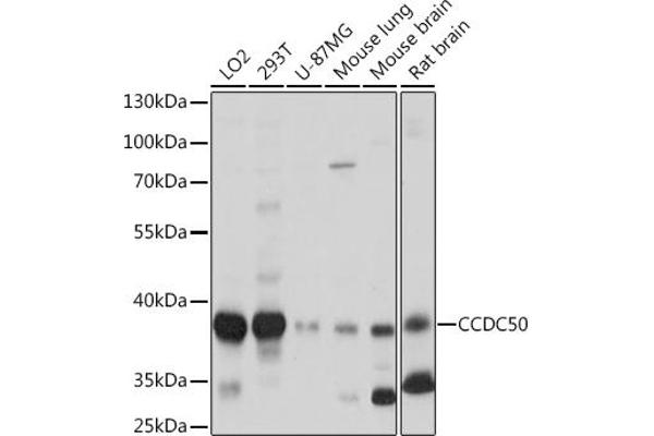 CCDC50 Antikörper  (AA 10-147)