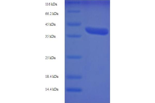 MRPL42 Protein (AA 33-142) (GST tag)