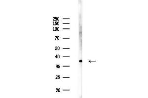 anti-Chromobox Homolog 7 (CBX7) (N-Term) antibody