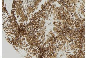 ABIN6277667 at 1/100 staining Mouse testis tissue by IHC-P. (TPP1 Antikörper  (Internal Region))
