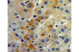 IHC-P analysis of Liver tissue, with DAB staining. (SLC30A8 Antikörper  (AA 263-369))