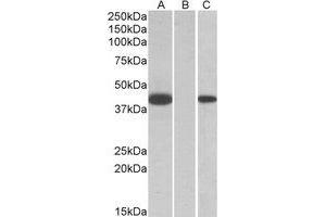 Western Blotting (WB) image for anti-Fanconi Anemia, Complementation Group F (FANCF) (Internal Region) antibody (ABIN2464698) (FANCF Antikörper  (Internal Region))