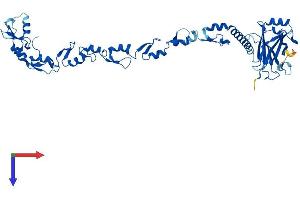 TRAF4 Protein (AA 1-470) (His tag)