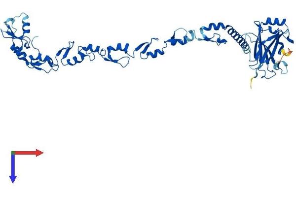 TRAF4 Protein (AA 1-470) (His tag)