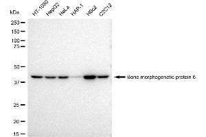 Western blotting analysis using Bone morphogenetic protein 6 antibody (ABIN7797776). (Rekombinanter BMP6 Antikörper)