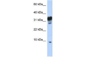Western Blotting (WB) image for anti-Peroxisomal, Testis Specific 1 (PXT1) antibody (ABIN2459930) (PXT1 Antikörper)