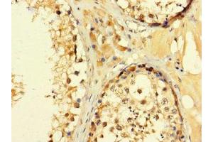 Immunohistochemistry of paraffin-embedded human testis tissue using ABIN7152994 at dilution of 1:100 (C2ORF83 Antikörper  (AA 29-150))