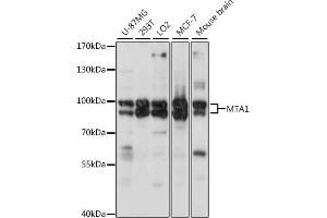 Western blot analysis of extracts of various cell lines, using MT antibody (6085) at 1:2080 dilution. (MTA1 Antikörper  (AA 600-700))