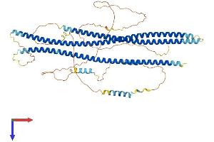 Shootin-1 (SHTN1) (AA 1-631) protein (His tag)